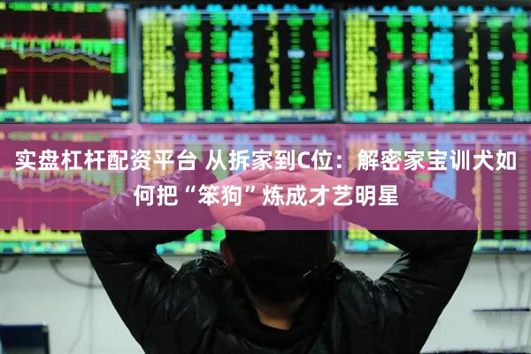 实盘杠杆配资平台 从拆家到C位：解密家宝训犬如何把“笨狗”炼成才艺明星